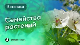 Тема №7: Семейства цветковых