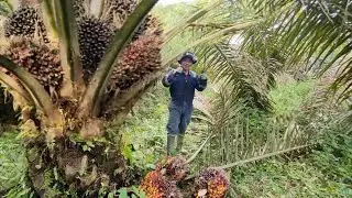 Panen Sawit Merah Merona