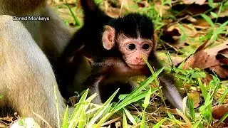 Violet mom dont care leave newborn baby Viola on ground learn walk alone,Poor Viola can't walk well