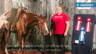 Under Hypnosis '16 ApHC Stallion