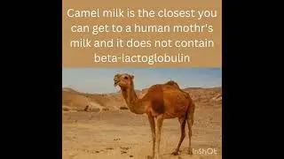 Camel milk Vs human mother's milk 