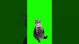 cat green screen footage 