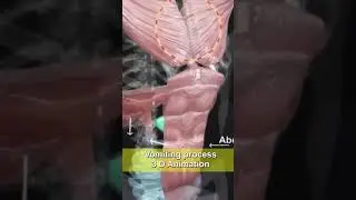 VOMITING process | 3d animation#shorts#newshorts #medical