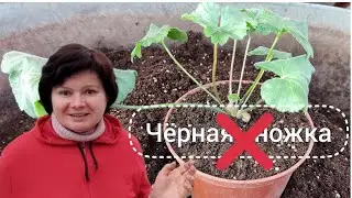 Пересадка черенков пеларгонии под нижний полив. Как избежать чёрной ножки.