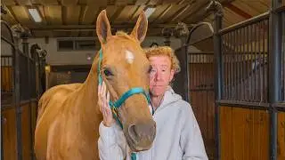 The latest about my 7 horses at home