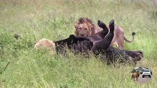 Did Casper The White Lion And Brothers Killed This Buffalo?