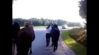 Grannhästar leds hem från motorvägen