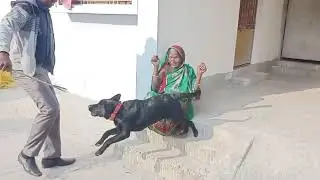 Dog attack