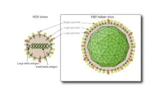 Virology 2012 Lecture #24: Unusual infectious agents