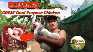 Why light Sussex Is An Excellent Choice To Breed