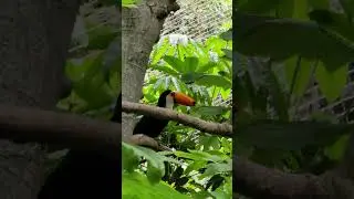 What is This Toucan Staring at?