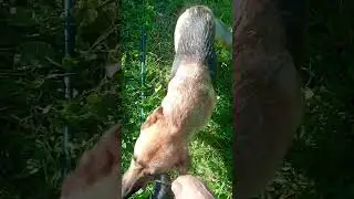 Возле СКУФа на Поместье...