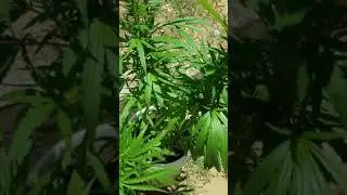 100%Organics....no fertilizer....Good weed