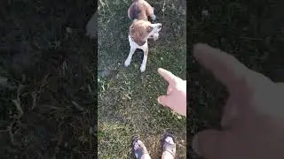С Лордом на прогулке9#beagle#Lord#бигль#Лорд