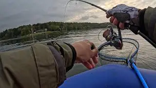 Got a lucky break! Lots of pike perch, catfish, and perch bites! Spin fishing from a boat in Octo...