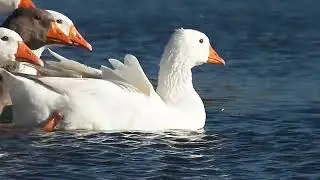 Осень Как плавают гуси по реке