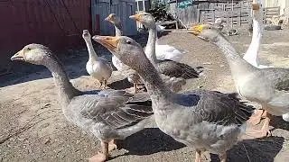 26 августа . гуси, просто гуси