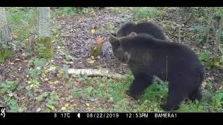 Гимнастика для медведей (фотоловушка Browning)