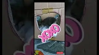 How to Make Your Kittens CUTE!!! (DIY Cardboard Tutorial)
