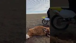 Охота на волка 