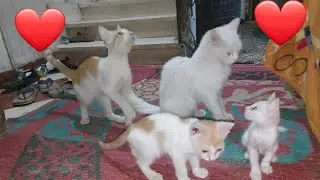 Small and large cats gather and eat