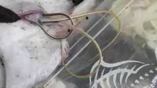 Stingray gives birth to live young - Florida Fishing