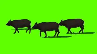 भैंस! Green screen video! No copyright!