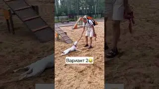 Очень энергичная Тэффи😍 #Глухаятэффи #глухаясобака #dog