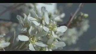 Trees In Spring