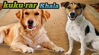 kuku rar khala || कुकुरेर खेला || কুকুরের খেলা