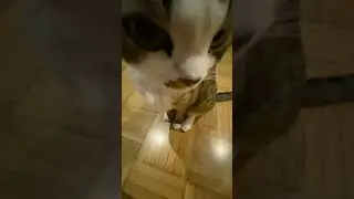 🤨 kedi #cat #kedi #kedy #keşfet #naberyoutube #youtubeshorts #itzy #midzy #keşfethilesi #hayvan #fyp