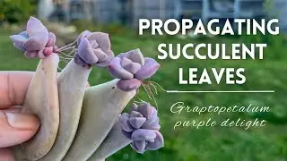 How to PROPAGATE SUCCULENT LEAVES / Graptopetalum purple delight