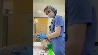 Ветеринарный врач помешался