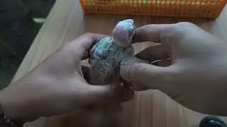 Pasang ring anakan burung. Baby sun conure pasang ring ANU
