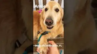 Cute Dogs #shorts #dog  Celebration Florida #shorts