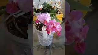 Орхидеи в цвету.