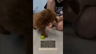 Весело, но ОПАСНО!!! Игрушки для Той пуделя