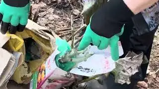 Розы из-под снега, полтора месяца спустя.