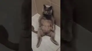 КОТ ЧИЛИТ В ДУШЕ🤣🤣🤣 