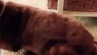 Кот и пёс