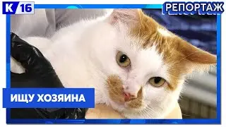 Героями выпуска рубрики «Ищу хозяина» стали коты Вилли Вонка, Фунтик, Чмоня и Утюг
