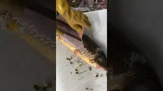 #fishing