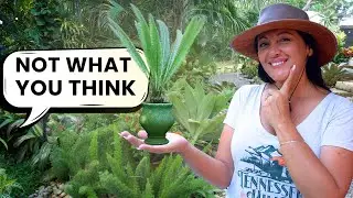 How to Use Potted Plants in Landscaping (And Why It Matters)
