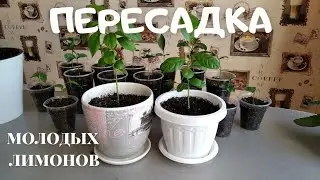 Transplanting young lemon seedlings. What size pot to choose for lemon in the first year.
