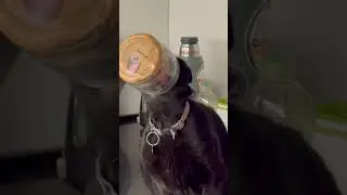 Cat Falls into Sink While Trying to Clean Out Jar