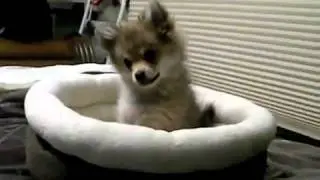 first wolf howl