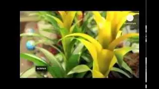 energia electrica producida por las plantas