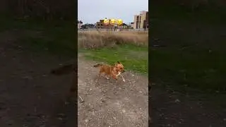 Run faster doggy😂🤪😉 #animals #dog #pets #funnyvideo