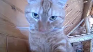 Tribble by nanny cam
