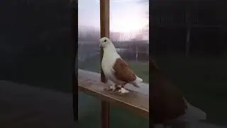 Краснодарские жёлтобокие.